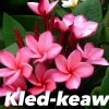 JARDINTROPIC - Plumeria rubra "kled keaw" (frangipanier) pot de 2 litres ? 20/30 cm