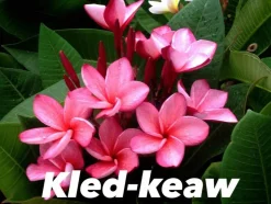 JARDINTROPIC - Plumeria rubra "kled keaw" (frangipanier) pot de 2 litres ? 20/30 cm