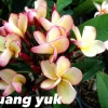JARDINTROPIC - Plumeria rubra "puang yuk" (frangipanier)- pot de 2 litres ? 20/30 cm