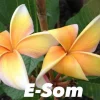 JARDINTROPIC - Plumeria rubra "e-som" (frangipanier) pot de 2 litres ? 20/30 cm -orange