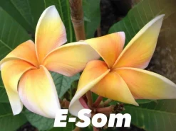 JARDINTROPIC - Plumeria rubra "e-som" (frangipanier) pot de 2 litres ? 20/30 cm -orange