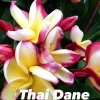 JARDINTROPIC - Plumeria rubra "thai dane" (frangipanier) pot de 2 litres ? 20/30 cm - couleur floraison:tricolore