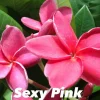 JARDINTROPIC - Plumeria rubra "rose sexy" (frangipanier) pot de 2 litres ? 20/30 cm