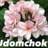 JARDINTROPIC - Plumeria rubra "udomchok" (frangipanier) pot de 2 litres ? 20/30 cm - couleur floraison:blanc et rose