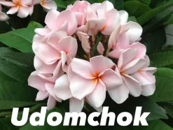 JARDINTROPIC - Plumeria rubra "udomchok" (frangipanier) pot de 2 litres ? 20/30 cm - couleur floraison:blanc et rose