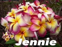 JARDINTROPIC - Plumeria rubra "jennie" (frangipanier) pot de 2 litres ? 20/30 cm - couleur floraison:blanc/jaune/rose