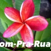 JARDINTROPIC - Plumeria rubra "som-pra-ruay" (frangipanier) pot de 2 litres ? 20/30 cm