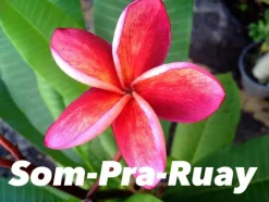 JARDINTROPIC - Plumeria rubra "som-pra-ruay" (frangipanier) pot de 2 litres ? 20/30 cm