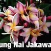 JARDINTROPIC - Plumeria rubra "nung nai jakawan" (frangipanier) pot de 2 litres ? 20/30 cm - couleur floraison:blanc/jaune/rose