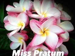 JARDINTROPIC - Plumeria rubra "miss pratum" (frangipanier) pot de 2 litres ? 20/30 cm - couleur floraison:tricolore