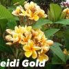 JARDINTROPIC - Plumeria rubra "heidi gold" (frangipanier)- pot de 2 litres ? 20/30 cm