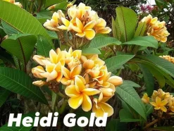 JARDINTROPIC - Plumeria rubra "heidi gold" (frangipanier)- pot de 2 litres ? 20/30 cm