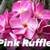 JARDINTROPIC - Plumeria rubra "pink ruffle" (frangipanier) pot de 2 litres ? 20/30 cm