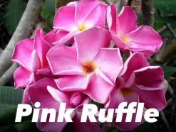 JARDINTROPIC - Plumeria rubra "pink ruffle" (frangipanier) pot de 2 litres ? 20/30 cm