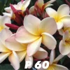 JARDINTROPIC - Plumeria rubra "p60" (frangipanier) pot de 2 litres ? 20/30 cm - couleur floraison:blanc/jaune/rose