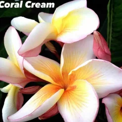 JARDINTROPIC - Plumeria rubra "crème de corail" (frangipanier) pot de 2 litres ? 20/30 cm - couleur floraison:tricolore