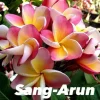 JARDINTROPIC - Plumeria rubra "sang arun" (frangipanier) pot de 2 litres ? 20/30 cm - couleur floraison:blanc/jaune/rose