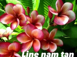 JARDINTROPIC - Plumeria rubra "ligne nam tan" (frangipanier) pot de 2 litres ? 20/30 cm -