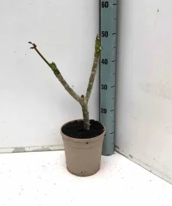 JARDINTROPIC - Plumeria rubra rose (frangipanier) pot de 2 litres ? 10/30cm