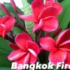 JARDINTROPIC - Plumeria rubra "bangkok fire" (frangipanier) pot de 2 litres ? 20/30 cm