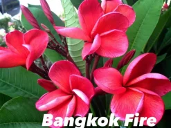 JARDINTROPIC - Plumeria rubra "bangkok fire" (frangipanier) pot de 2 litres ? 20/30 cm