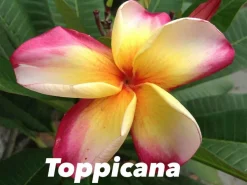 JARDINTROPIC - Plumeria rubra "toppicana" (frangipanier) pot de 2 litres ? 20/30 cm - couleur floraison:blanc/jaune/rose