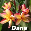 JARDINTROPIC - Plumeria rubra "dane" (frangipanier) couleur floraison:orange - pot de 2 litres ? 20/30 cm