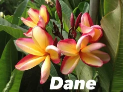 JARDINTROPIC - Plumeria rubra "dane" (frangipanier) couleur floraison:orange - pot de 2 litres ? 20/30 cm