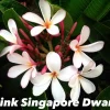 JARDINTROPIC - Plumeria rubra "pink singapore dwarf" (frangipanier) pot de 2 litres ? 20/30 cm