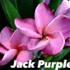 JARDINTROPIC - Plumeria rubra "jack violet" (frangipanier) pot de 2 litres ? 20/30 cm - couleur floraison:violet