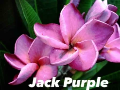 JARDINTROPIC - Plumeria rubra "jack violet" (frangipanier) pot de 2 litres ? 20/30 cm - couleur floraison:violet