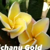 JARDINTROPIC - Plumeria rubra "vichanu gold" (frangipanier)- pot de 2 litres ? 20/30 cm