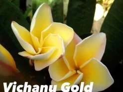 JARDINTROPIC - Plumeria rubra "vichanu gold" (frangipanier)- pot de 2 litres ? 20/30 cm