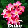 JARDINTROPIC - Plumeria rubra "duke" (frangipanier) pot de 2 litres ? 20/30 cm