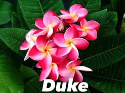 JARDINTROPIC - Plumeria rubra "duke" (frangipanier) pot de 2 litres ? 20/30 cm