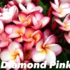 JARDINTROPIC - Plumeria rubra "pink diamond" (frangipanier) pot de 2 litres ? 20/30 cm - couleur floraison:blanc/jaune/rose