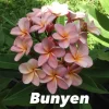 JARDINTROPIC - Plumeria rubra "bunyen" (frangipanier) pot de 2 litres ? 20/30 cm