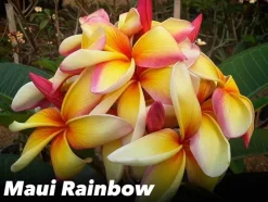 JARDINTROPIC - Plumeria rubra "maui rainbow" (frangipanier) pot de 2 litres ? 20/30 cm - couleur floraison:blanc/jaune/rose