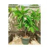 JARDINTROPIC - Plumeria rubra blanc à coeur jaune (frangipanier) pot de 40 litres - 130/150 cm