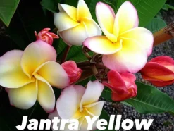 JARDINTROPIC - Plumeria rubra "jantra jaune" (frangipanier) pot de 2 litres ? 20/30 cm - couleur floraison:tricolore