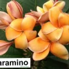 JARDINTROPIC - Plumeria rubra "paramino" (frangipanier) couleur floraison:orange - pot de 2 litres ? 20/30 cm