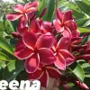 JARDINTROPIC - Plumeria rubra "jeena" (frangipanier) pot de 2 litres ? 20/30 cm