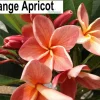 JARDINTROPIC - Plumeria rubra "abricot orange" (frangipanier) couleur floraison:orange - pot de 2 litres ? 20/30 cm