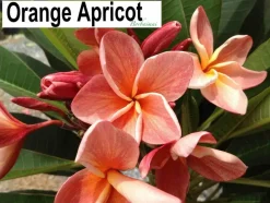 JARDINTROPIC - Plumeria rubra "abricot orange" (frangipanier) couleur floraison:orange - pot de 2 litres ? 20/30 cm