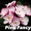 JARDINTROPIC - Plumeria rubra "pink fancy" (frangipanier) pot de 2 litres ? 20/30 cm - couleur floraison:blanc et rose