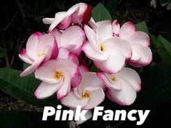 JARDINTROPIC - Plumeria rubra "pink fancy" (frangipanier) pot de 2 litres ? 20/30 cm - couleur floraison:blanc et rose
