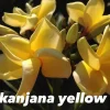 JARDINTROPIC - Plumeria rubra "kanjana yellow" (frangipanier)- pot de 2 litres ? 20/30 cm