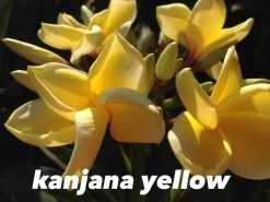 JARDINTROPIC - Plumeria rubra "kanjana yellow" (frangipanier)- pot de 2 litres ? 20/30 cm