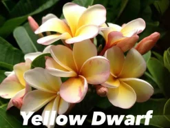 JARDINTROPIC - Plumeria rubra "jaune nain" (frangipanier) pot de 2 litres ? 20/30 cm -et blanc