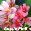 JARDINTROPIC - Plumeria rubra "aussie pink" (frangipanier) pot de 2 litres ? 20/30 cm